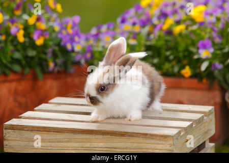 Dwarf Lop Kaninchen, junge, 5 Wochen | Zwergwidderkaninchen, Jungtier, 5 Wochen Stockfoto