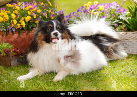 Gemischte Rasse Hund und Teddy Dwarfrabbit | Mischlingshund Und Teddyzwergkaninchen Stockfoto
