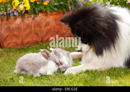 Gemischte Rasse Hund und Lop Zwergkaninchen, Youngs, 5 Wochen | Mischlingshund Und Zwergwidderkaninchen, Jungtiere, 5 Wochen Stockfoto