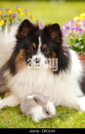 Gemischte Rasse Hund und Dwarf Lop Kaninchen, junge, 5 Wochen | Mischlingshund Und Zwergwidderkaninchen, Jungtier, 5 Wochen Stockfoto