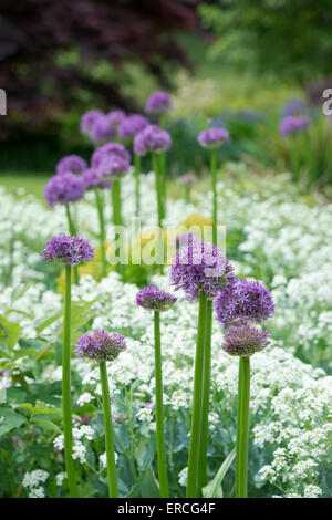 Allium Globemaster Blume in einem englischen Garten Stockfoto