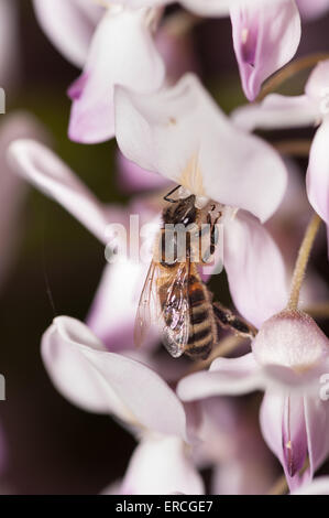 Honig Biene Arbeiter trinken saugt Nektar mit Rüssel an Blauregen Blüte bestäuben der zukünftigen Samens Hülsen apis mellifera Stockfoto