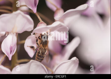 Honig Biene Arbeiter trinken saugt Nektar mit Rüssel an Blauregen Blüte bestäuben der zukünftigen Samens Hülsen apis mellifera Stockfoto