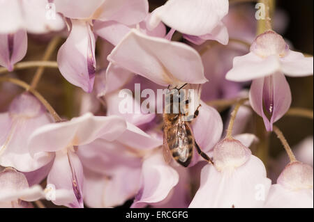 Honig Biene Arbeiter trinken saugt Nektar mit Rüssel an Blauregen Blüte bestäuben der zukünftigen Samens Hülsen apis mellifera Stockfoto