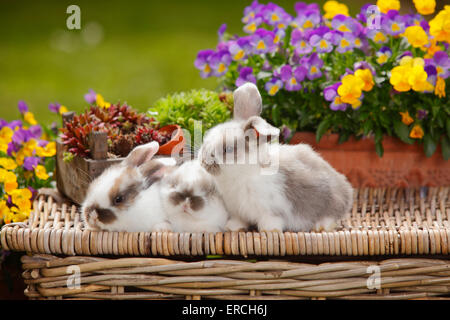 Dwarf Lop Kaninchen, Youngs, 5 Wochen | Zwergwidderkaninchen, Jungtiere, 5 Wochen Stockfoto