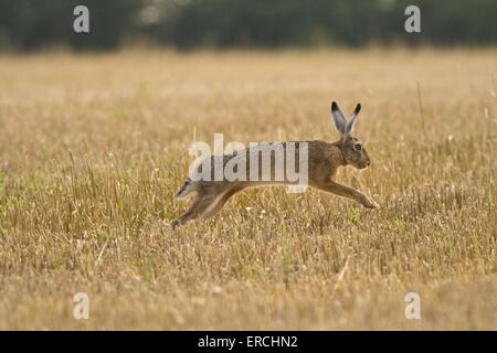 Hase Kaninchen springen Stockfoto