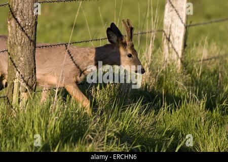 Rehe Stockfoto