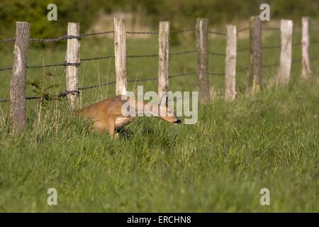 Rehe Stockfoto