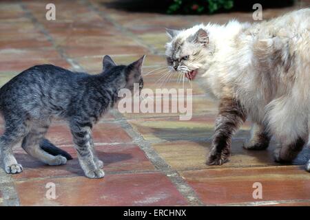 Begegnung von zwei Katzen Stockfoto