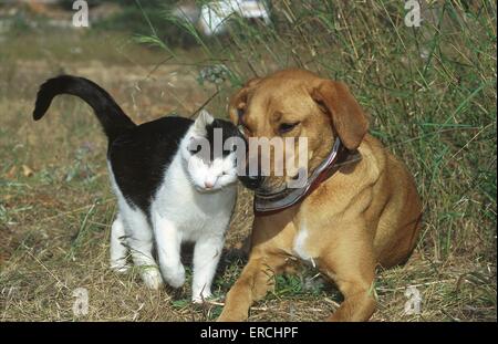 Hund und Katze Stockfoto