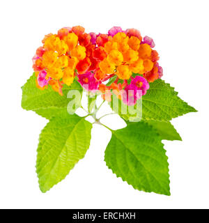 schöne bunte Lantana Camara Blume ist isoliert auf weißem Hintergrund, Nahaufnahme Stockfoto