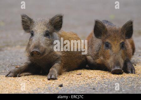 Wildschwein Stockfoto