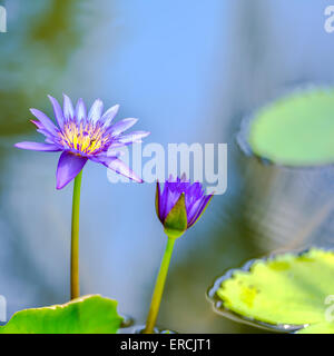 schöne lila Seerose oder Lotus-Blume im blauen Wasser, Nahaufnahme Stockfoto