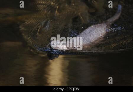 gemeinsamen Otter schwimmen Stockfoto