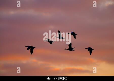 fliegende Graugänse Stockfoto