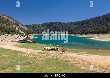 Junges Kind/Sheperd mit seinen Schafen geht zurück zu seinem Zelt im Atlasgebirge mit einem schönen blauen See im Hintergrund. Marokko Stockfoto