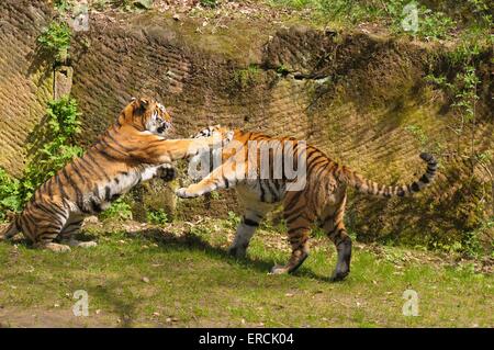 Amurtiger spielen Stockfoto