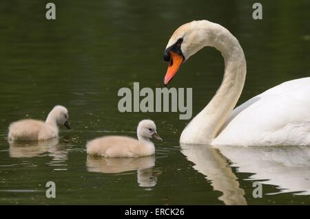 Höckerschwäne Stockfoto