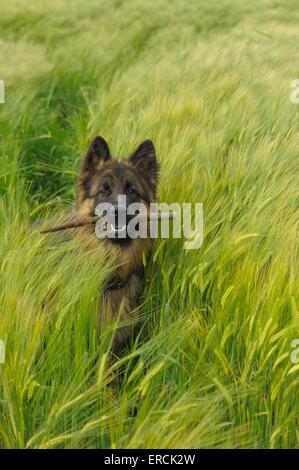 Deutscher Schäferhund Stockfoto