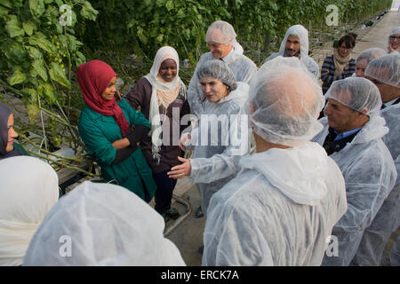 Besuch des holländischen Handel & Entwicklung dienen Lillian Ploumen das niederländische Unternehmen "Dessert Freude", große Tomate Gewächshäuser in der Stockfoto