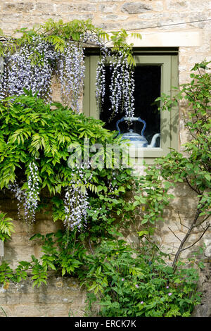 Wasserkocher in einem Häuschen Fenster umgeben von Glyzinien in den Cotswolds. Gloucestershire, England Stockfoto