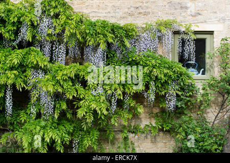 Wasserkocher in einem Häuschen Fenster umgeben von Glyzinien in den Cotswolds. Gloucestershire, England Stockfoto