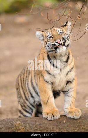 junge tiger Stockfoto