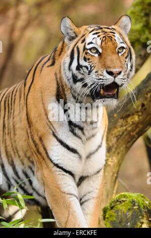 Tiger-Portrait Stockfoto