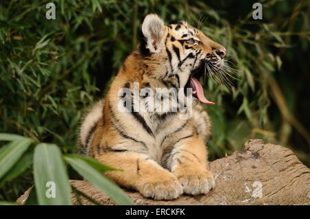 junge tiger Stockfoto