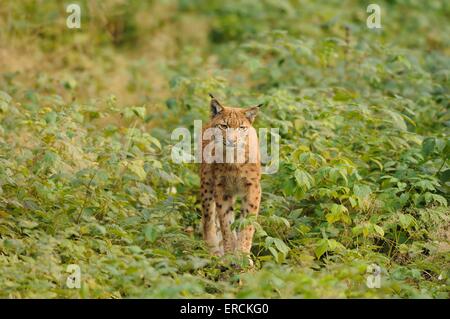 Luchs Stockfoto