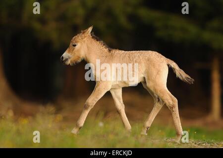 junges Pferd Przewalskis Stockfoto