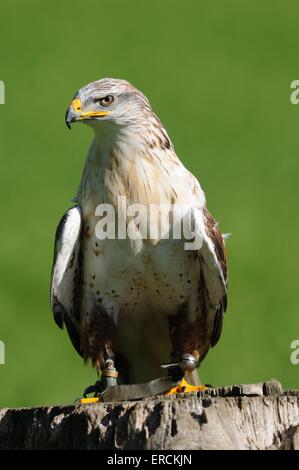 eisenhaltiger Falke Stockfoto