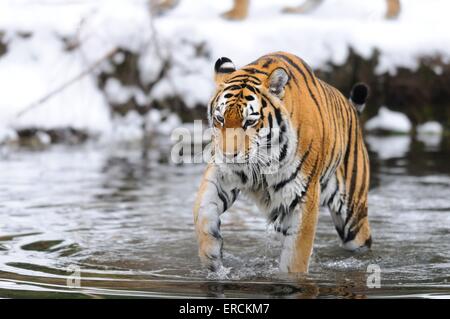 Sibirischer tiger Stockfoto