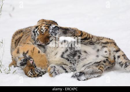 Sibirischer tiger Stockfoto