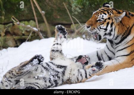 Sibirischer tiger Stockfoto