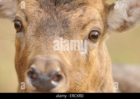 Damhirsch Stockfoto