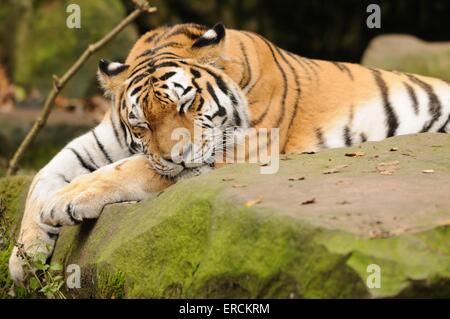 Sibirischer tiger Stockfoto