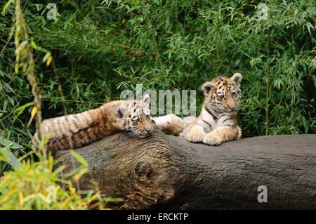 Sibirischer tiger Stockfoto