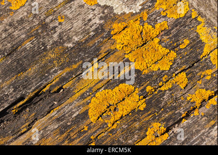 Helle gelbe Flecken von gemeinsamen Orange Flechten maritime Sunburst breitet sich auf alte Eiche Holz Causeway grau und weiß crustose Stockfoto