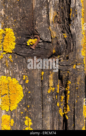 Helle gelbe Flecken von gemeinsamen Orange Flechten maritime Sunburst breitet sich auf alte Eiche Holz Causeway grau und weiß crustose Stockfoto