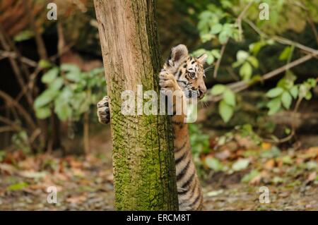 Sibirischer tiger Stockfoto