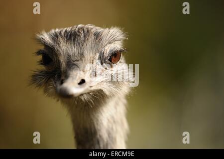 größere rhea Stockfoto