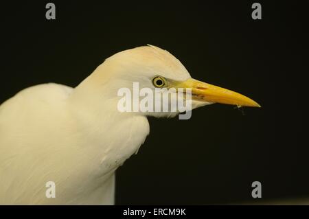 Kuhreiher Stockfoto