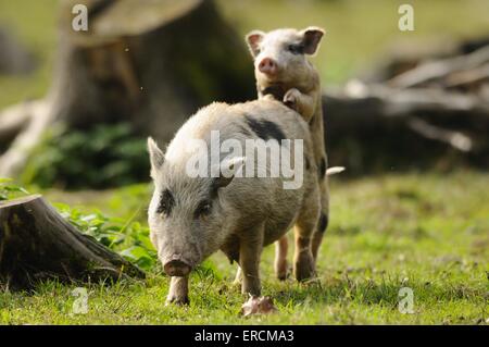 dickbäuchige Schweine Stockfoto