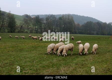 Schafe Stockfoto