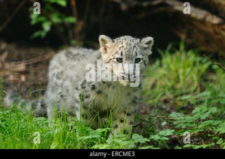 junger Schneeleopard Stockfoto