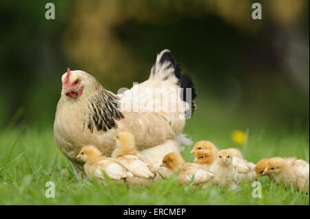 Huhn Stockfoto