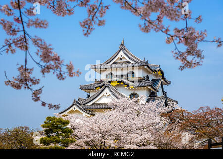 Hikone, Japan auf der Burg im Frühjahr. Stockfoto