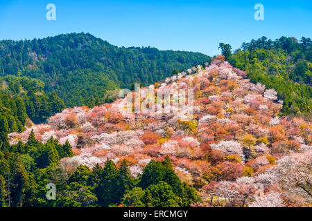 Yoshinoyama, Nara, Japan Frühlingslandschaft. Stockfoto