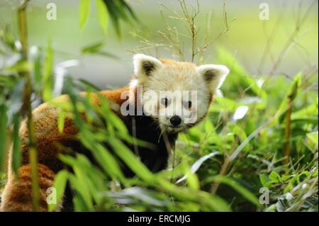 kleinere panda Stockfoto